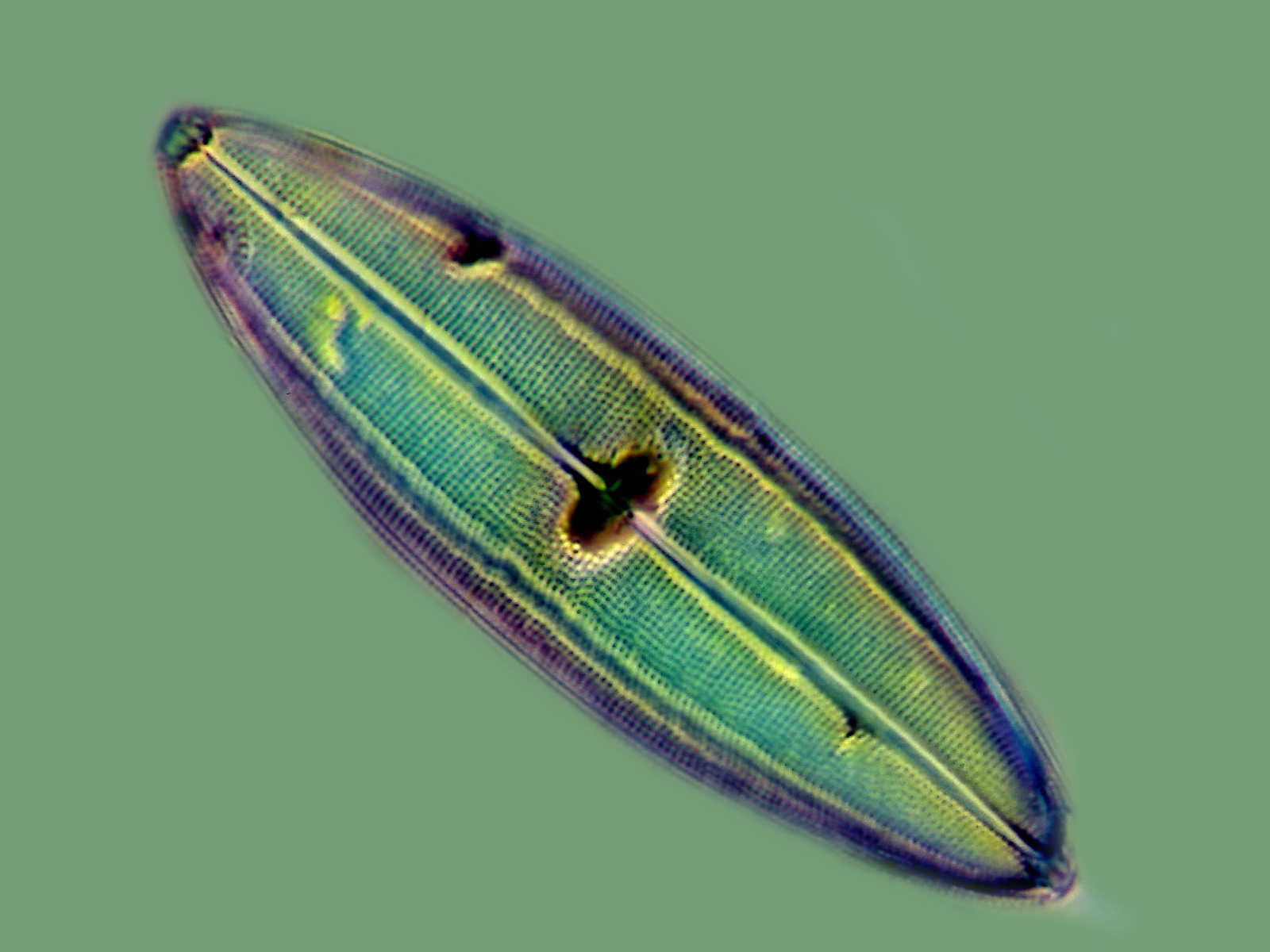 Wassplankton mit höchster Auflösung im Interferenzkontrast